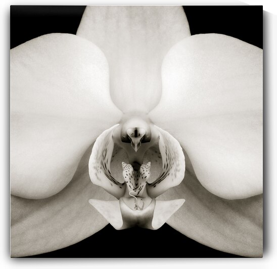 Orchid by Dave Bowman
