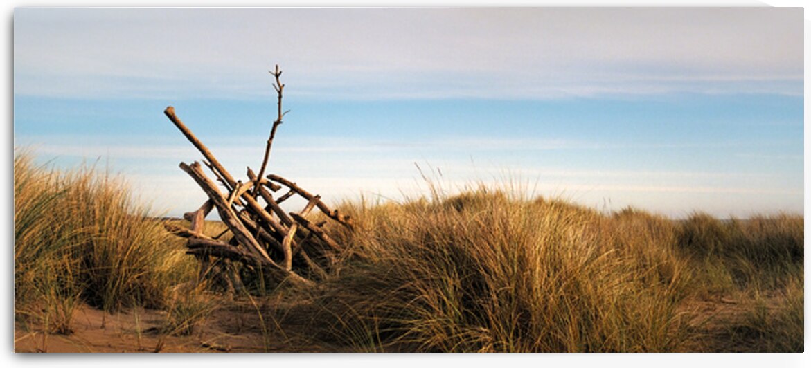 Driftwood by Dave Bowman
