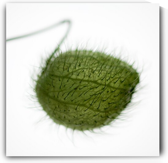 Balloon Plant by Dave Bowman