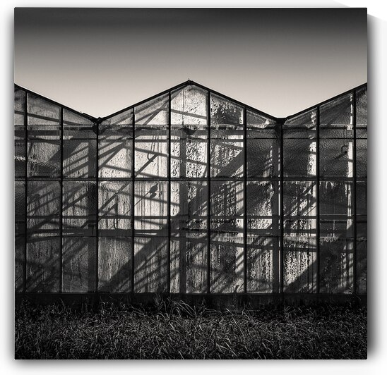 Greenhouse Shadows by Dave Bowman