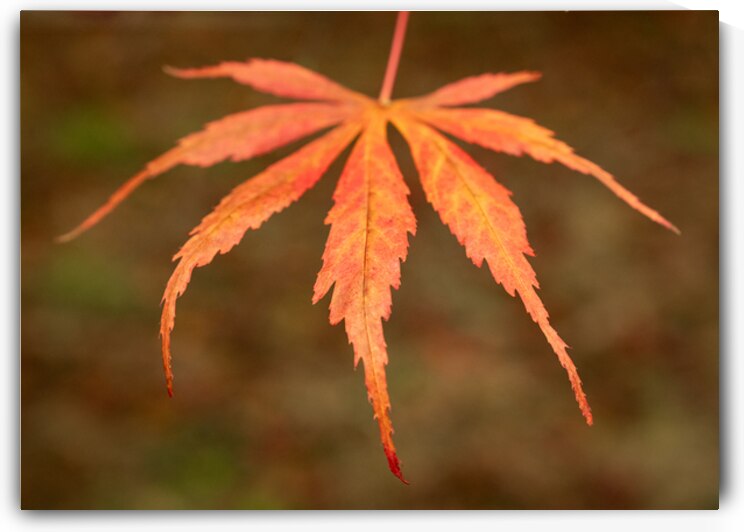 Japanese Maple Leaf by Dave Bowman