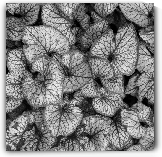 Jack Frost Plant by Dave Bowman