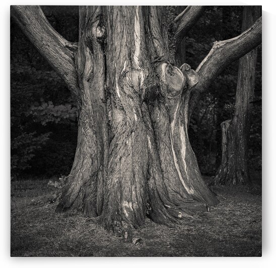 Plas Newydd Tree by Dave Bowman