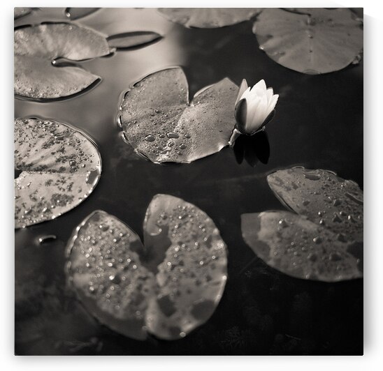 Water Lily After Rain by Dave Bowman