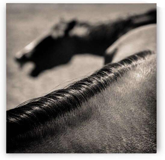 Horse Play by Dave Bowman