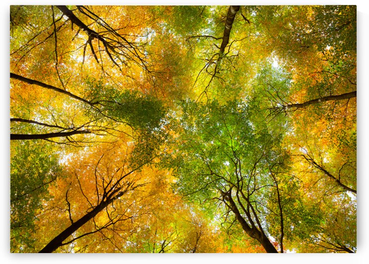 Autumnal Display by Dave Bowman