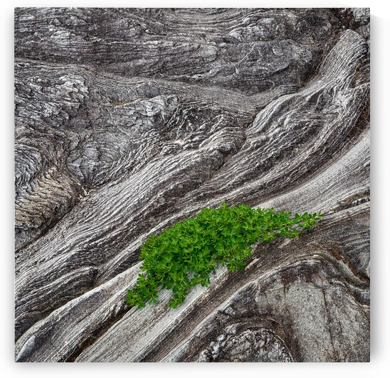 Oasis by Dave Bowman