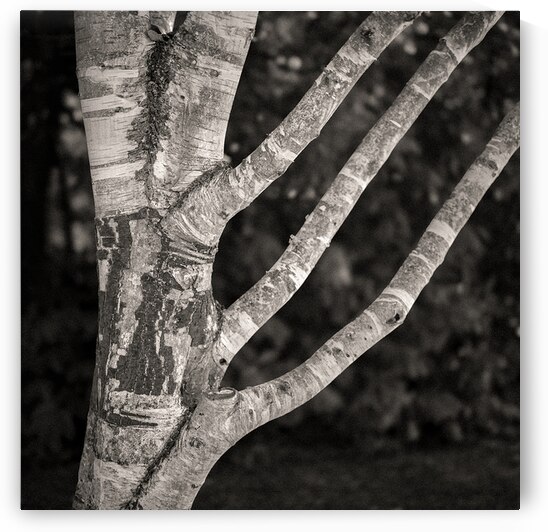 Burghley Birch Tree by Dave Bowman