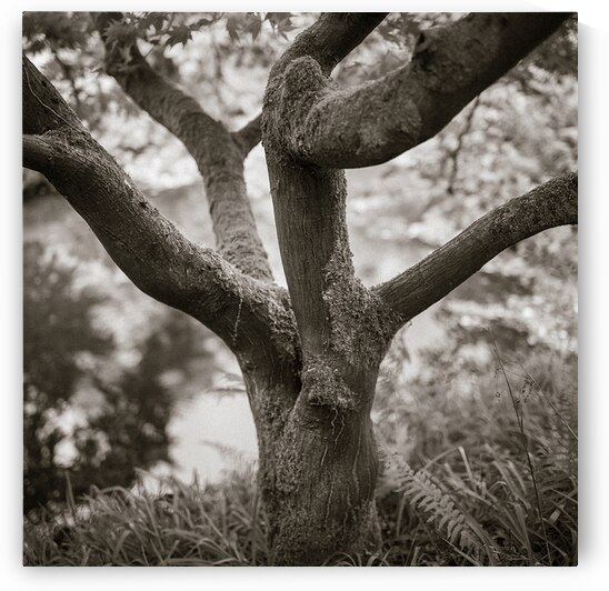 Bodnant Tree by Dave Bowman