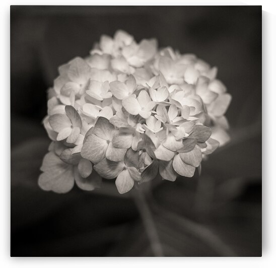 Hydrangea by Dave Bowman