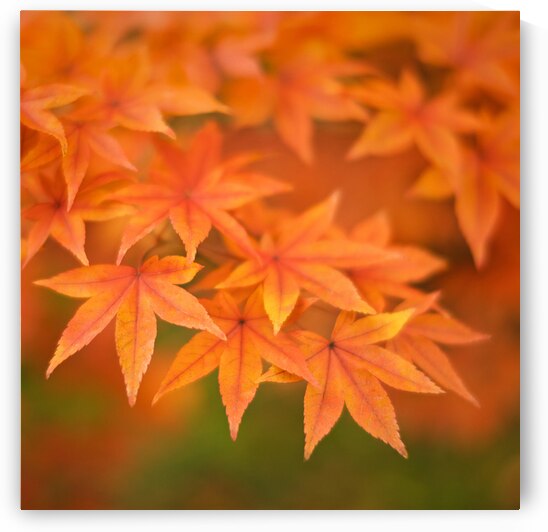 Leaves of Amber by Dave Bowman