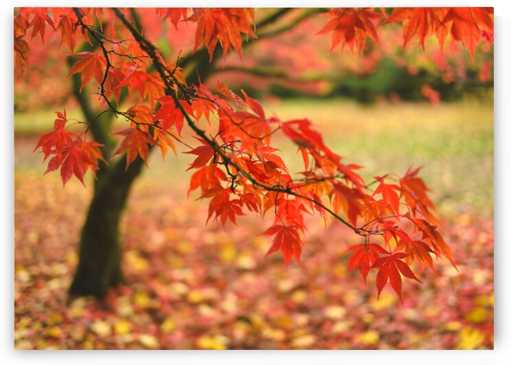 Autumn Japanese Maple by Dave Bowman