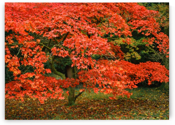 Leaves of Fire by Dave Bowman