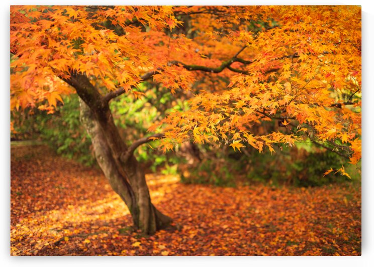 Maple Autumn Beauty by Dave Bowman