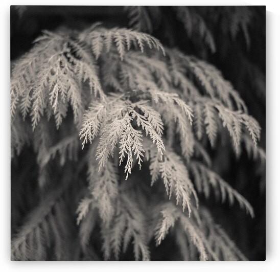 Cypress Leaves by Dave Bowman