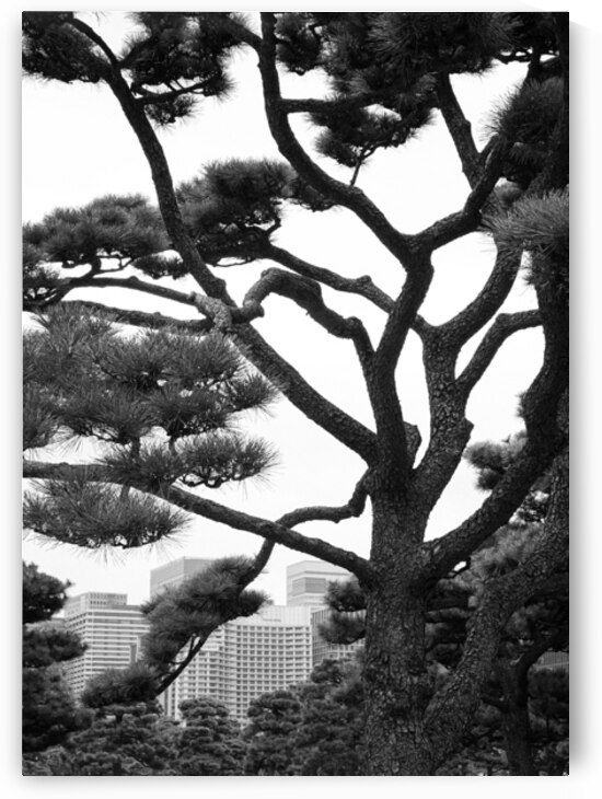Kokyo Gaien Branches by Dave Bowman
