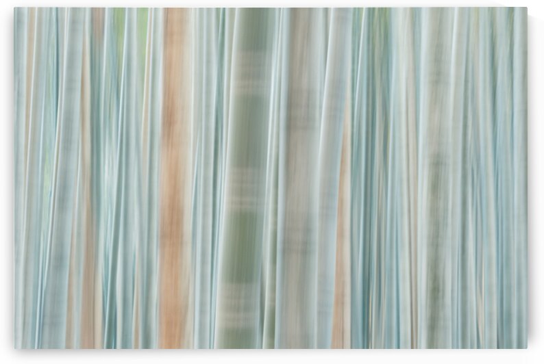 Bamboo Forest  by Dave Bowman