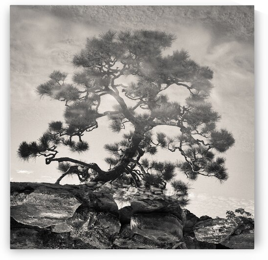 Pine Bonsai Reflection by Dave Bowman
