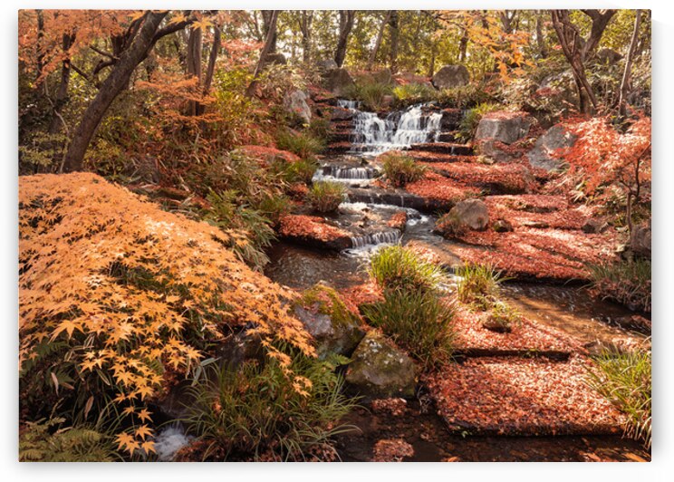 Autumn in Kokoen Garden by Dave Bowman