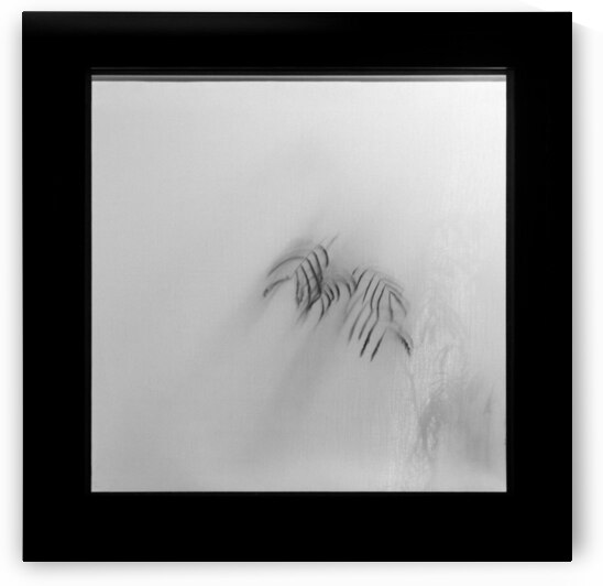 Kyoto House Plant by Dave Bowman