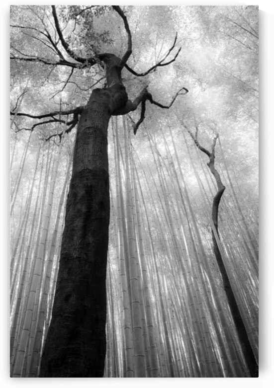 Fractured Rhythm by Dave Bowman