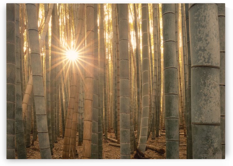 Sunlight in the Bamboo Forest by Dave Bowman