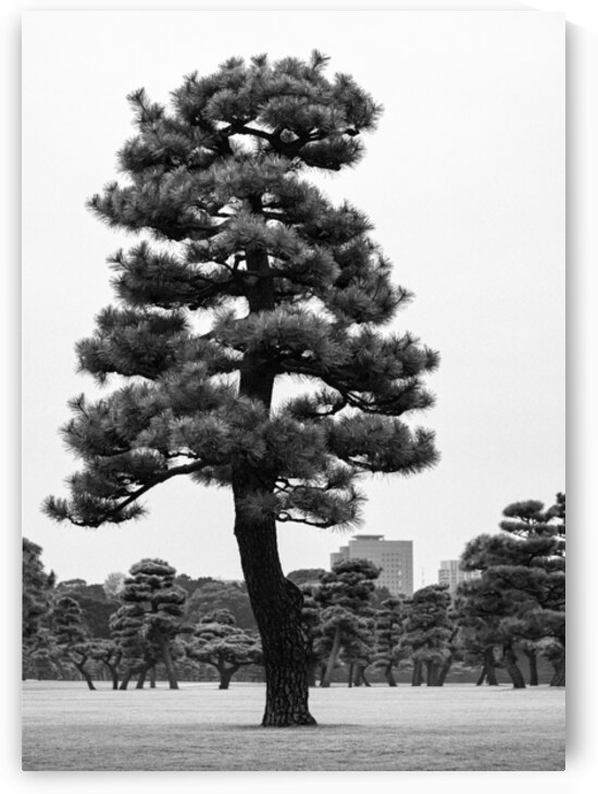 Japanese Black Pine Tree by Dave Bowman