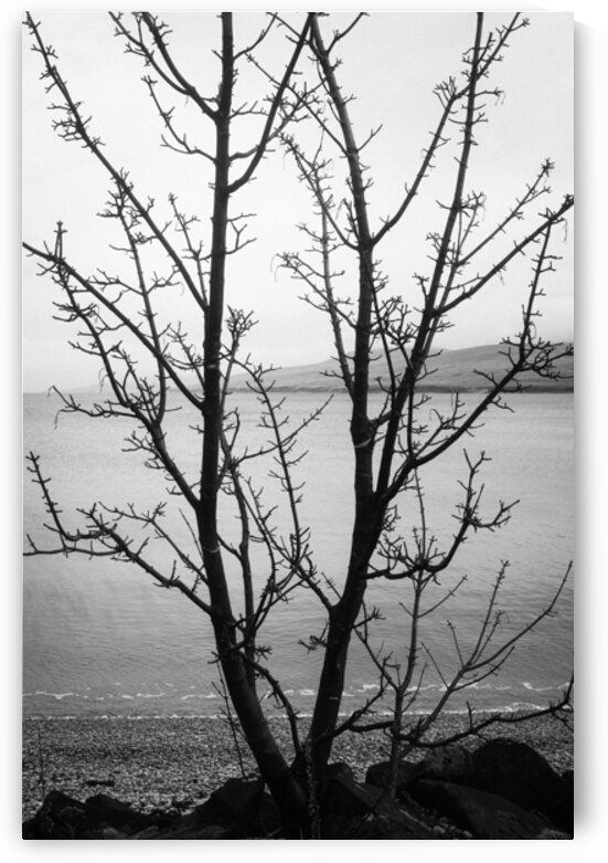 Islay Tree by Dave Bowman