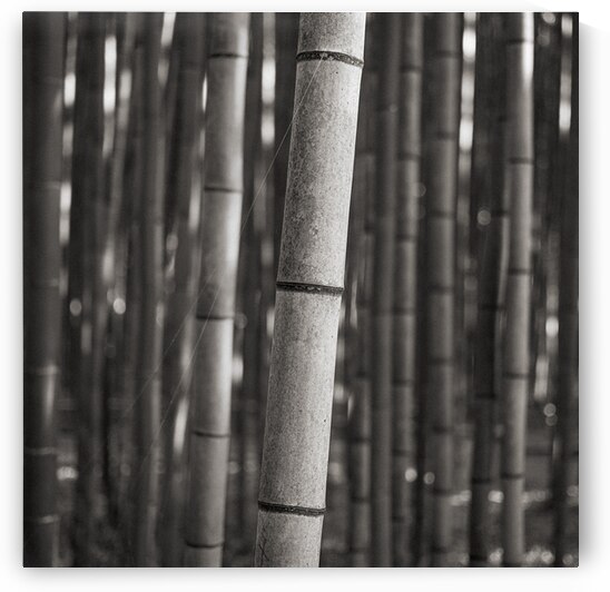 Arashiyama Bamboo by Dave Bowman