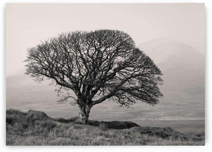 Islay Sentinel by Dave Bowman