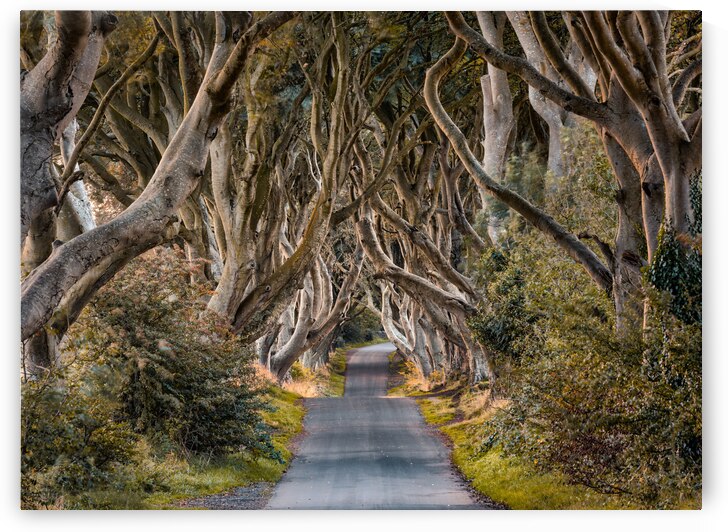 The Dark Hedges by Dave Bowman