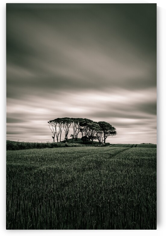 Crawton Copse by Dave Bowman