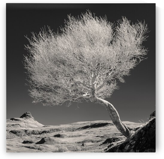 Highland Tree and Peak by Dave Bowman