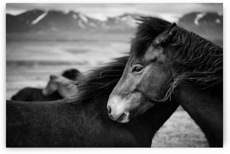 Icelandic Horses by Dave Bowman