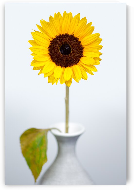 Sunflower by Dave Bowman
