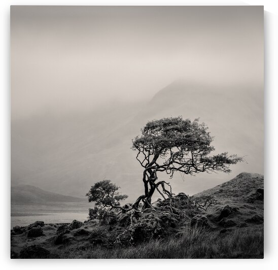 Skye Tree by Dave Bowman
