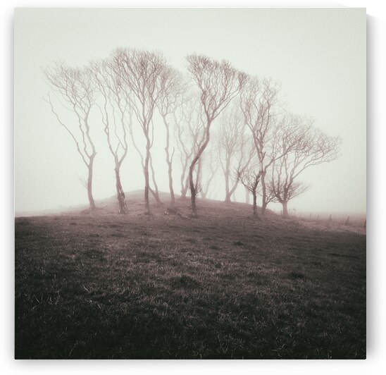 Misty Trees by Dave Bowman