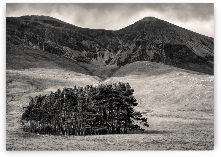 Torridon Trees by Dave Bowman