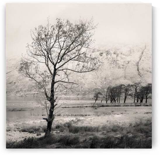 Loch Etive Tree by Dave Bowman