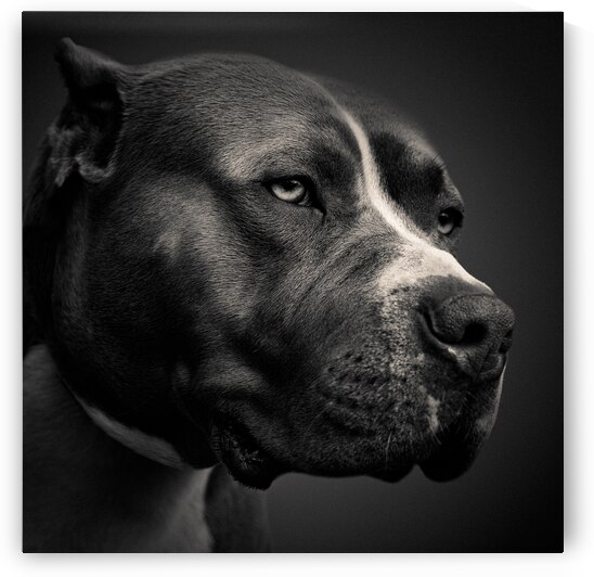 Big Fella by Dave Bowman