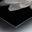 Water Lily Metal print