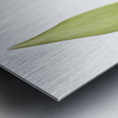 Red Tulip Metal print