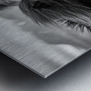 Wild Icelandic Horses Metal print