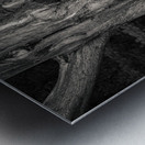 Plas Newydd Tree Impression metal