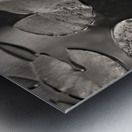 Water Lily After Rain Impression metal