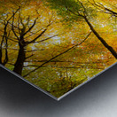 Autumnal Display Metal print