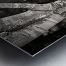 Burghley Birch Tree Metal print