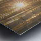 Sunlight in the Bamboo Forest Metal print