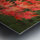 Japanese Red Maple Impression metal