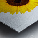 Sunflower Metal print